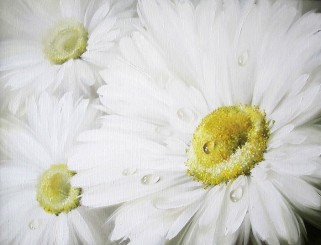 Выставка - Дарите женщинам цветы