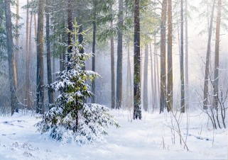 Выставка Стаин